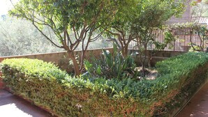 A landscaped garden with various plants and trees, a brick wall, and a metal fence.