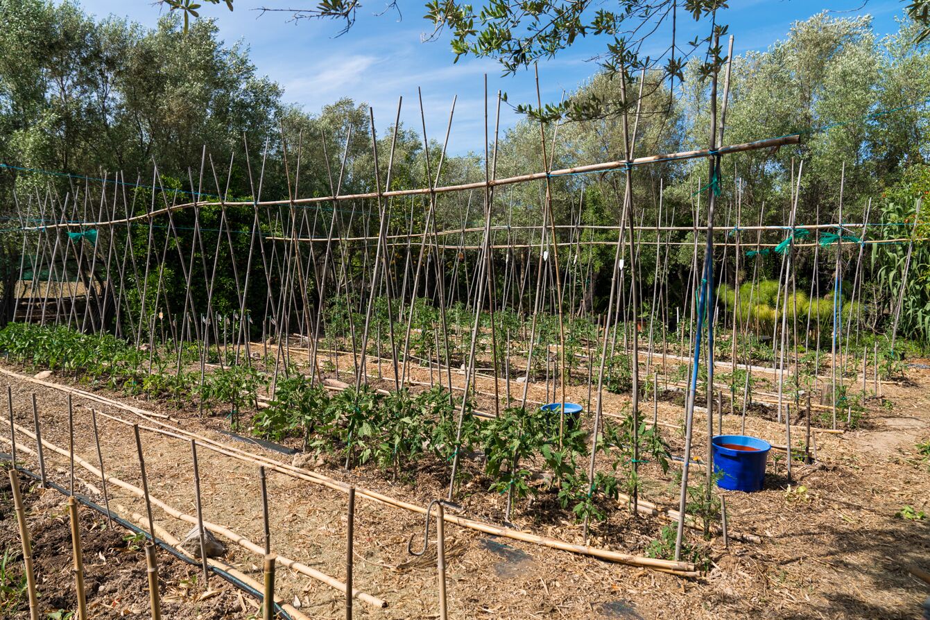 Ein Garten mit erhöhten Beeten und einer Spalierkonstruktion.