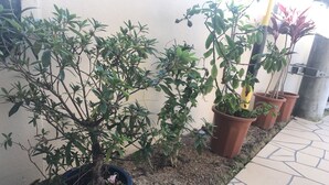 Potted plants along a tiled walkway. - Weekly Harbor View Mansion Ginowan (Ginowan)