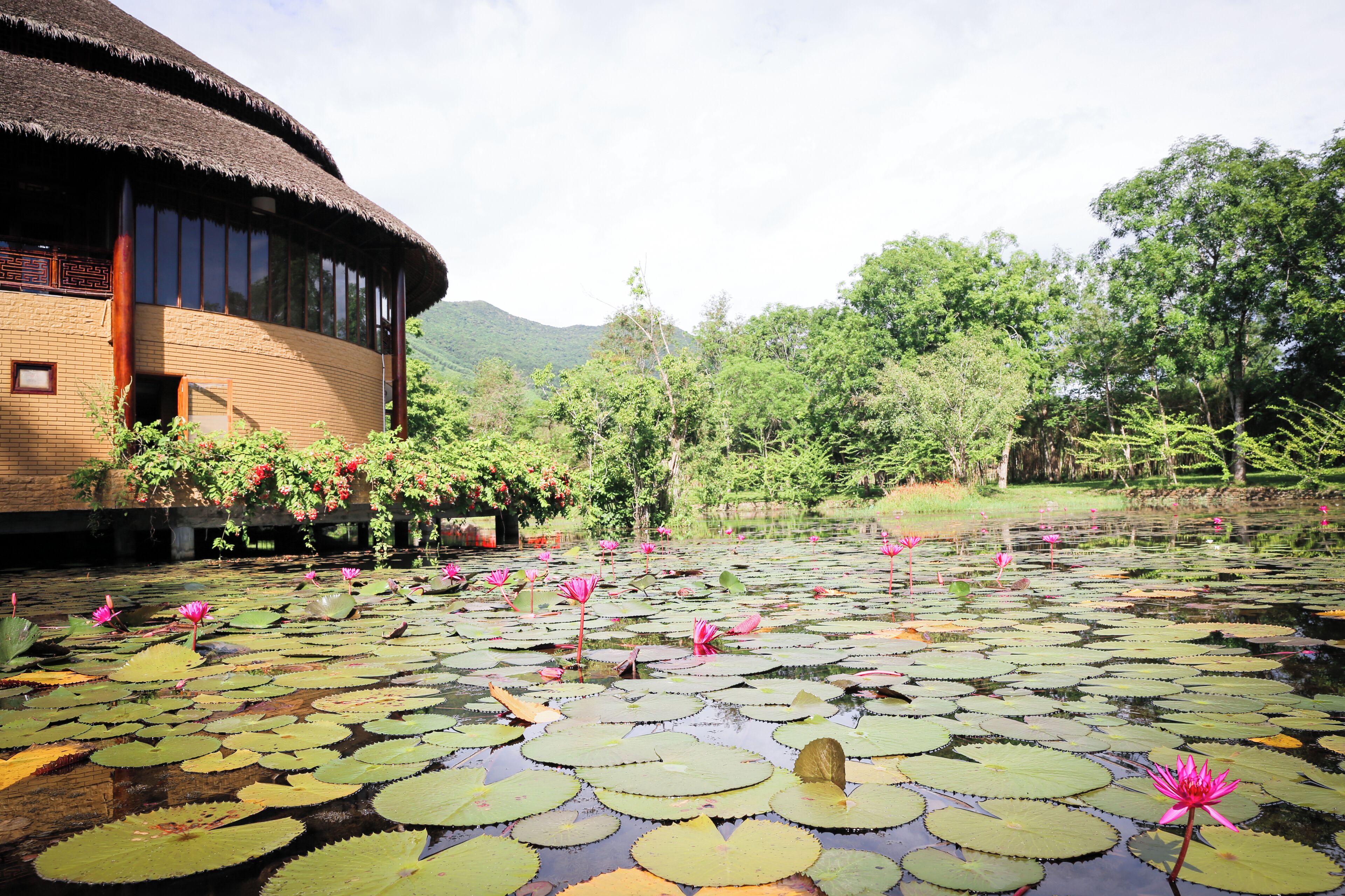 breakfast, lunch served; local and international cuisine, garden views
