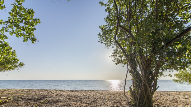 A beach with a tree in the foreground and a calm sea in the background. - Cashew Cashew Villa (Phu Quoc)