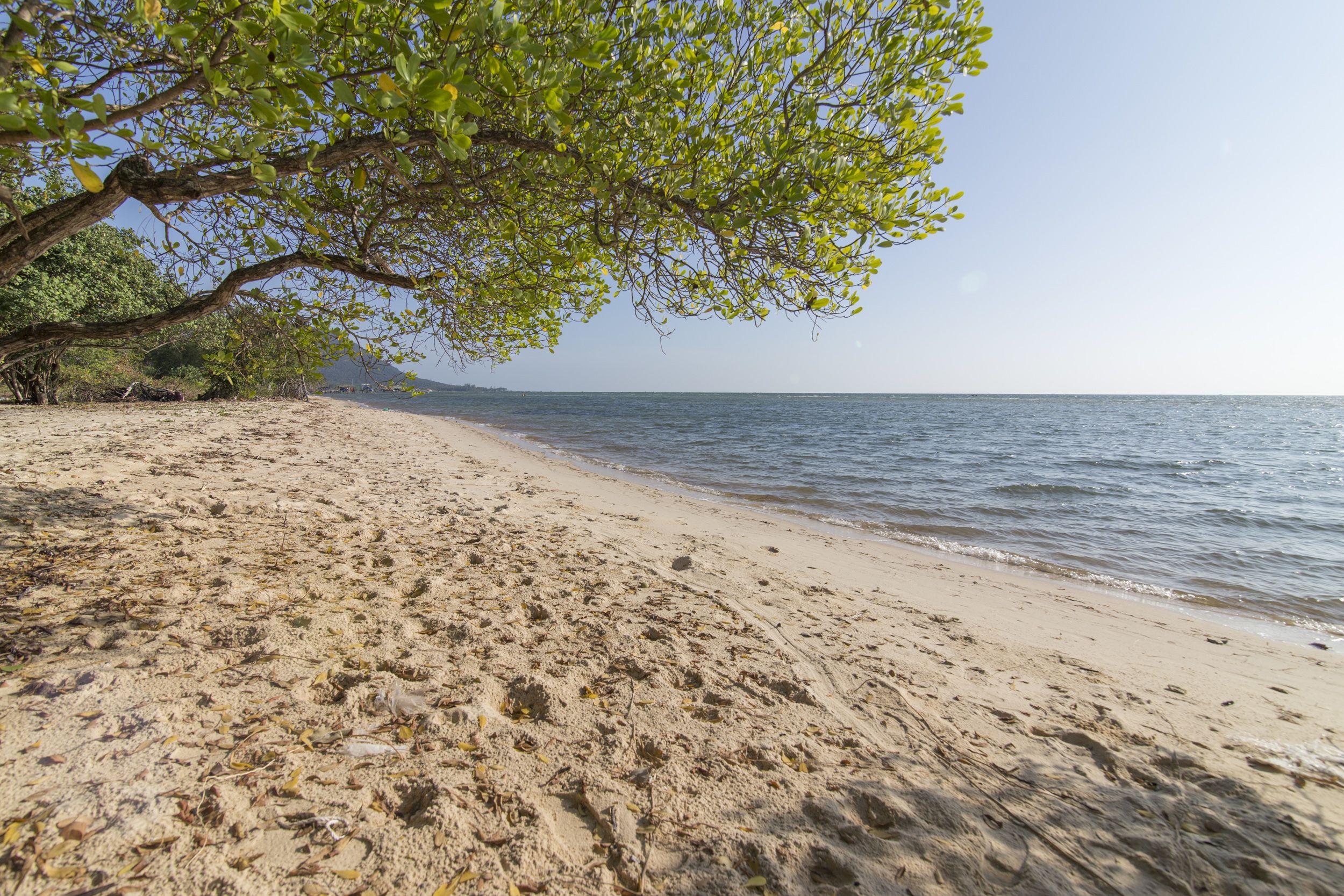 A sandy beach with a tree providing shade, a clear view of the sea, and a distant shoreline.