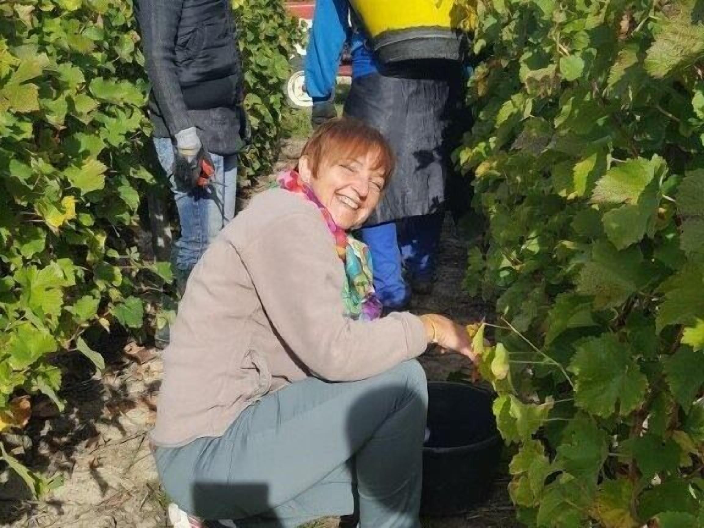 Una persona agachada en un viñedo, rodeada de parras.