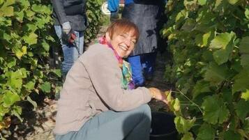 Una persona agachada en un viñedo, rodeada de parras.