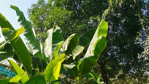 Een weelderige tuin met bananenplanten en diverse andere begroeiing.