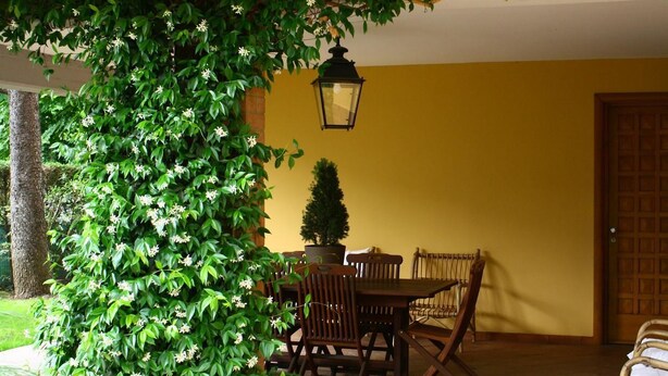 A dining area with a table and chairs, a potted plant, and a hanging lantern.