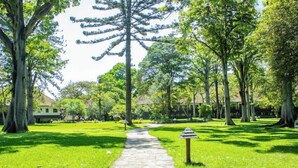 A stone pathway in a park with trees and a building in the background. - SAFARI PARK HOTEL (NAIROBI)