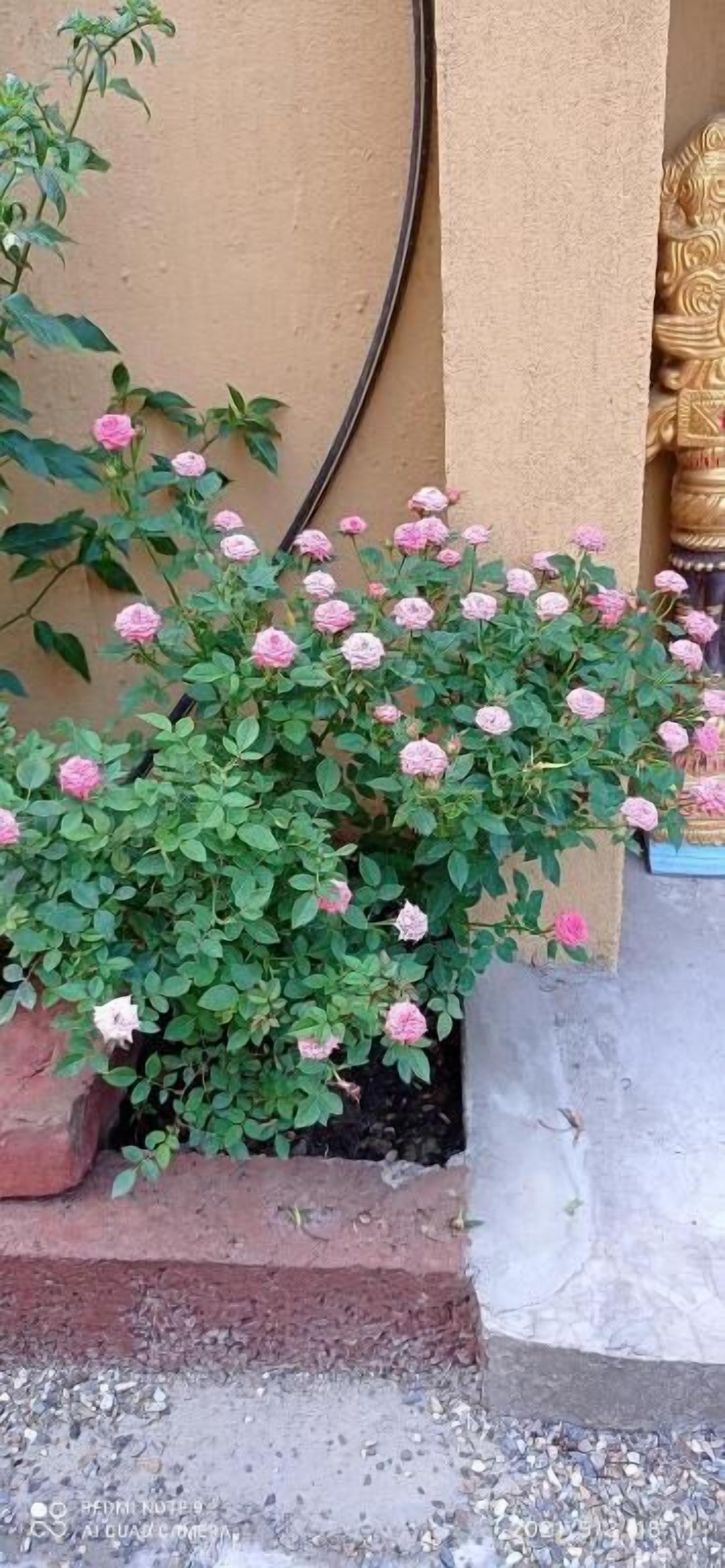 Un rosal con flores rosas frente a un edificio de pared color beige y una estatua dorada.