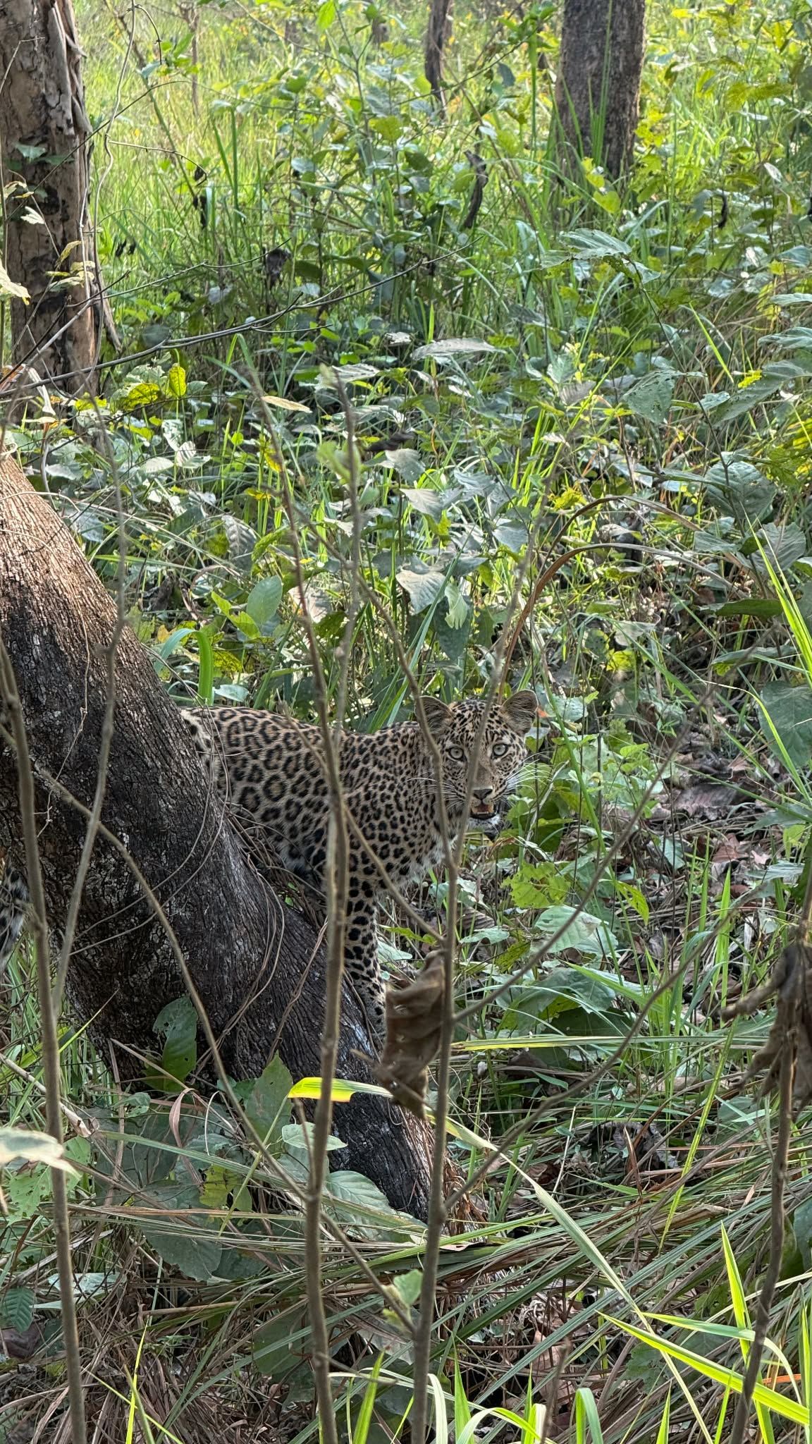 Un leopardo parcialmente oculto entre una espesa vegetación en un entorno natural.