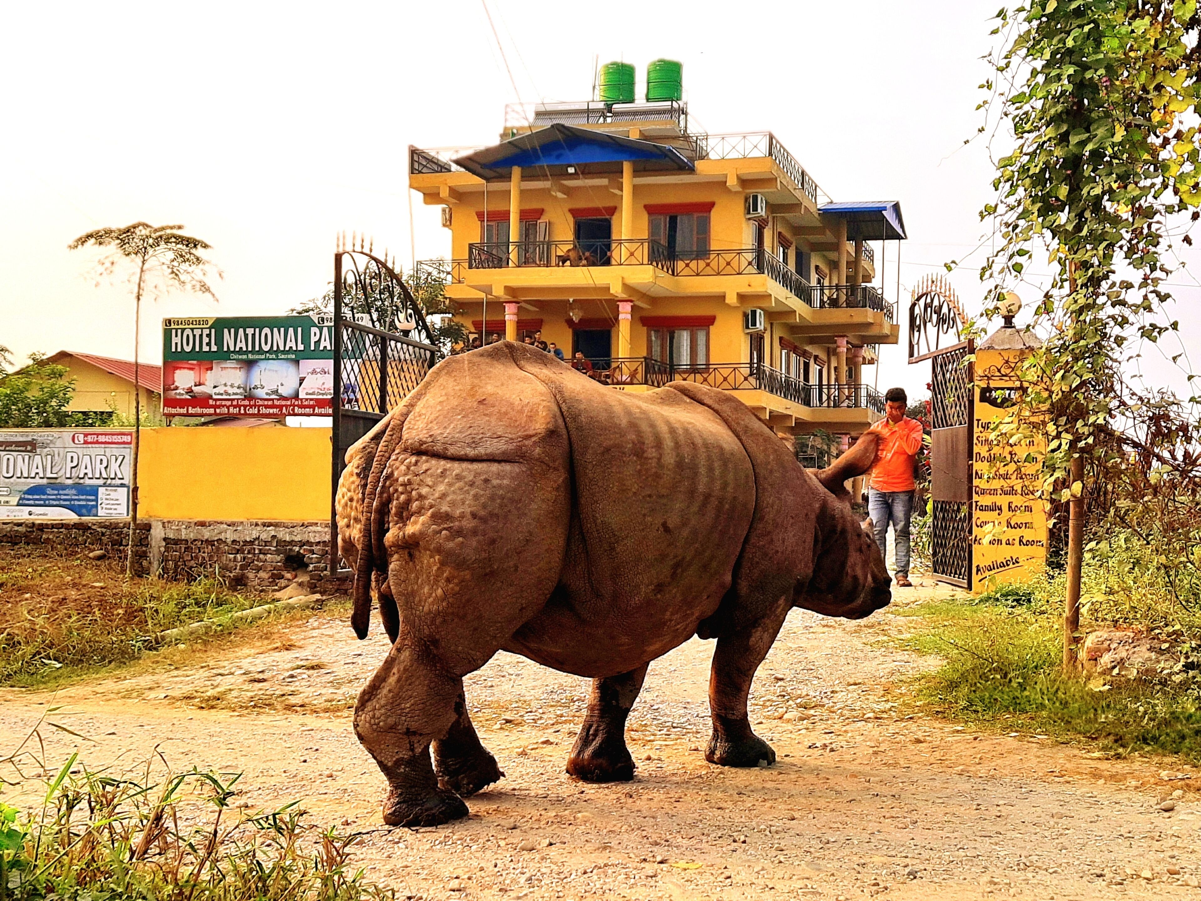 A large elephant walking on a dirt path.