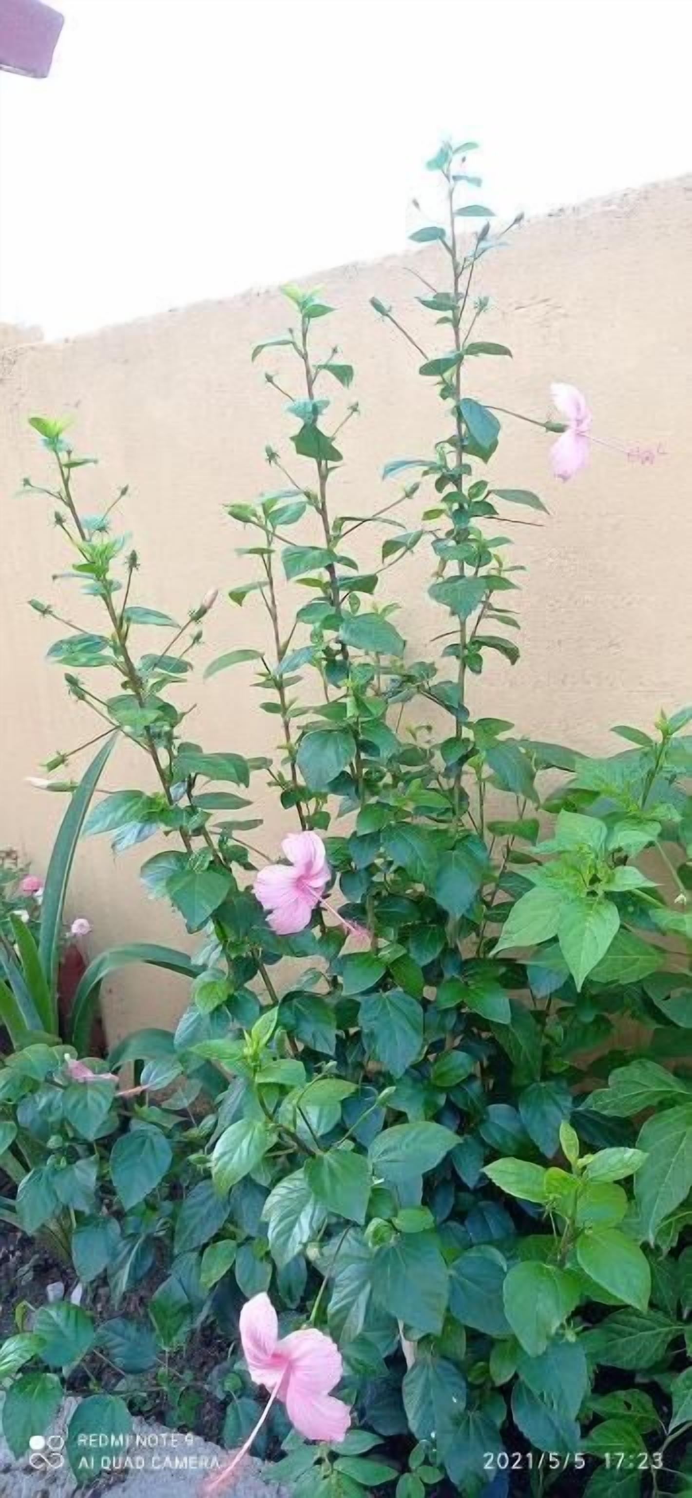 Una planta con hojas verdes y flores rosadas en un jardín.