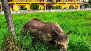 A bull in a grassy field with a yellow building in the background labeled "HOTEL NATIONAL PARK".