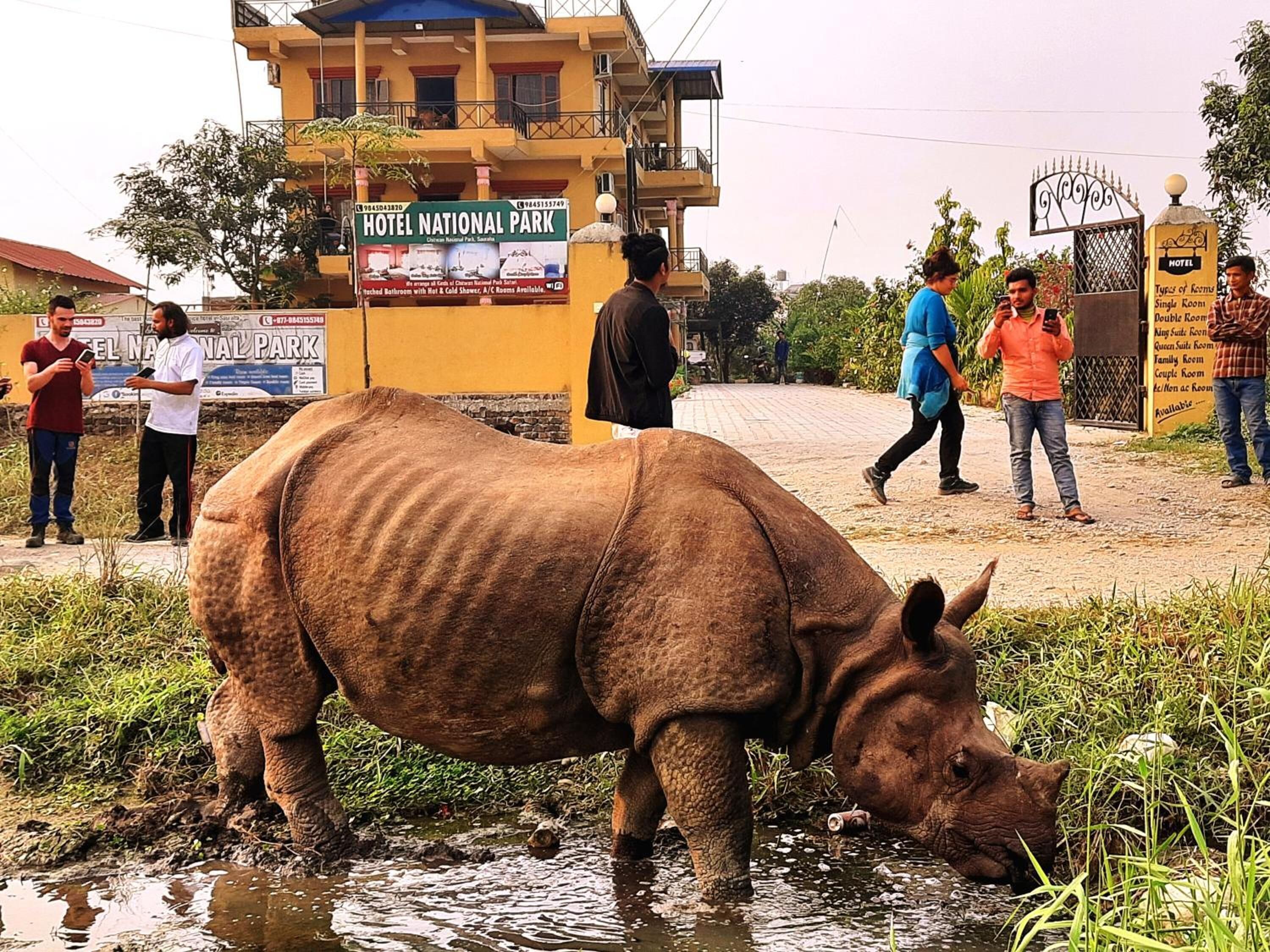 A rhinoceros near a hotel entrance with a sign for Hotel National Park.