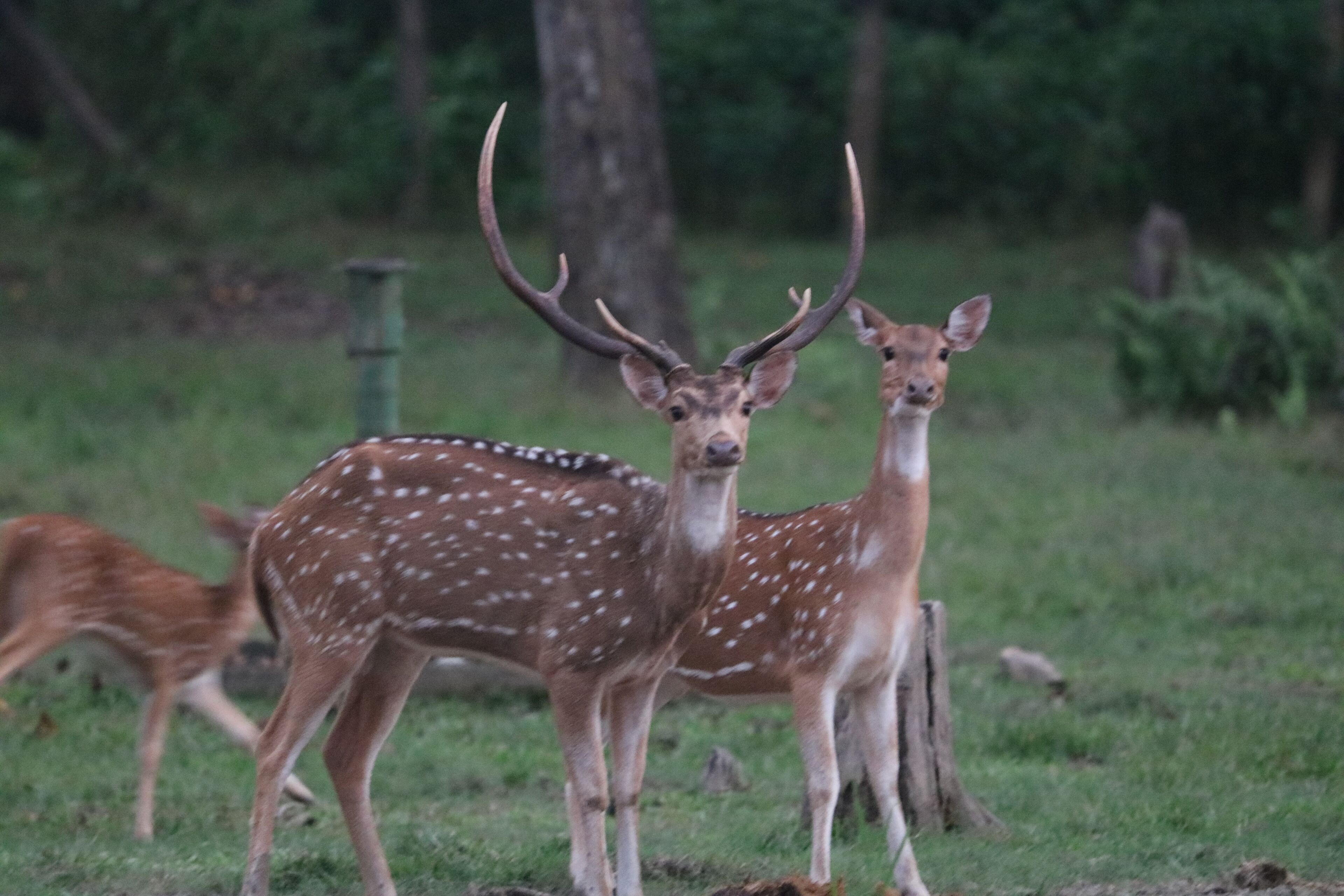 A deer with large antlers standing in a grassy area with trees in the background.