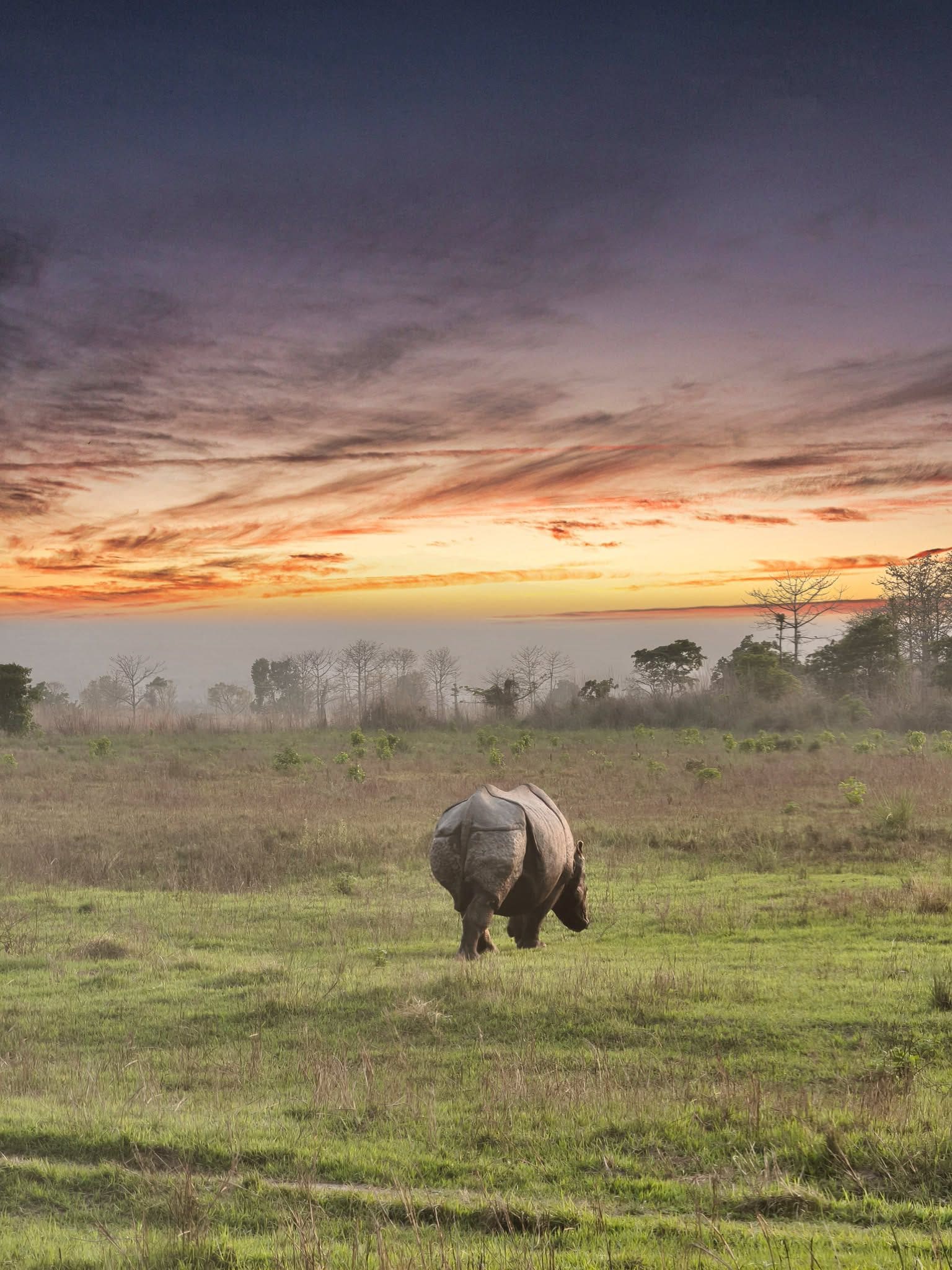 A rhinoceros in a grassy field with a sunset in the background.