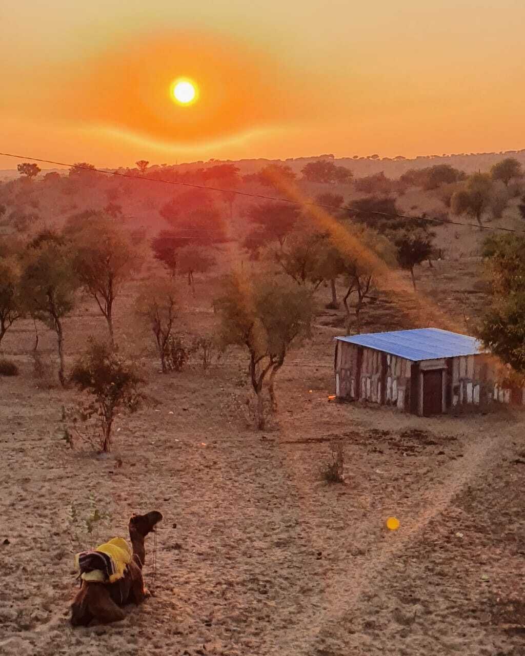 A desert landscape with sparse vegetation, a small building with a blue roof, and a dog with a yellow blanket.