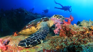 A sea turtle on a coral reef with divers in the background. - Campanella's Studios (Massa Lubrense)