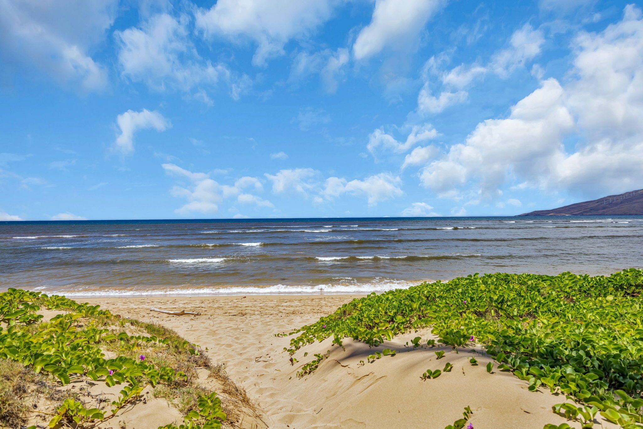 Una playa con vegetación verde al frente y un cielo azul despejado.