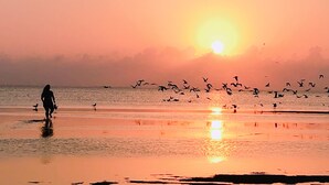 Eine Strandansicht mit einer Person, die am Wasser entlanggeht, und fliegenden Vögeln.
