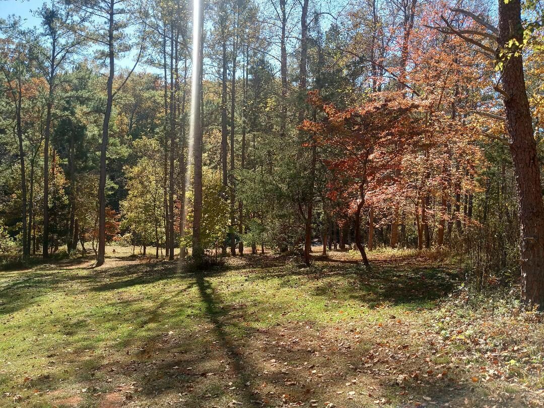 A forested area with tall trees and a clear sky.