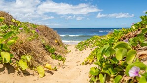 Uma trilha de areia que leva ao oceano, com vegetação verde em ambos os lados.