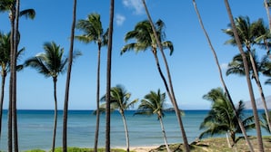 Ein Strand mit hohen Palmen und blauem Himmel.