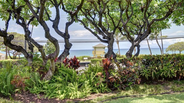 Un giardino curato con diverse piante e alberi, un edificio giallo sullo sfondo e vista sull'oceano.