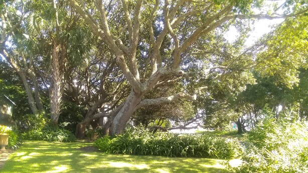 Un jardín exuberante con árboles maduros y césped cuidado.