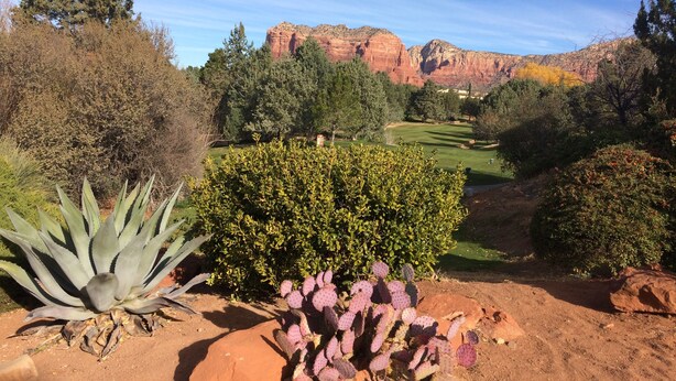 A desert landscape with cacti and a golf course in the background.