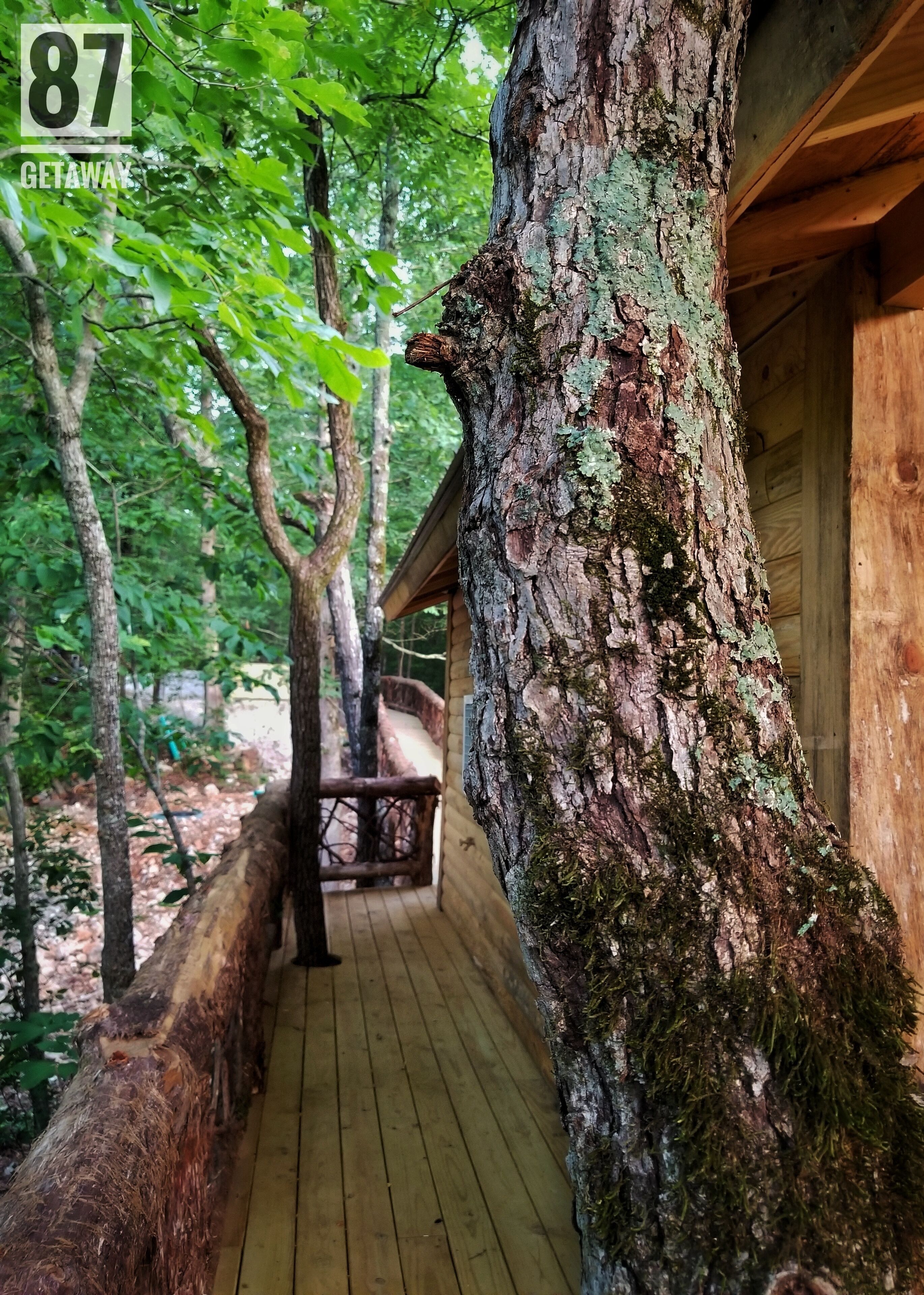 Una terraza de madera que conduce a una cabaña con un grueso tronco de árbol a la derecha.