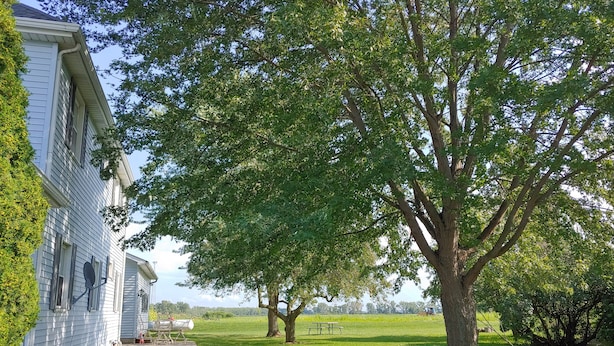 A house with a large tree in front, a grassy yard, and a picnic table in the distance. - Rural Retreat yet close to the sites. Cedar point*Jet Express* African Safari (Port Clinton)