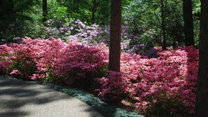 Un sentier pavé, bordé d’une végétation luxuriante et agrémenté d’azalées roses en fleurs.