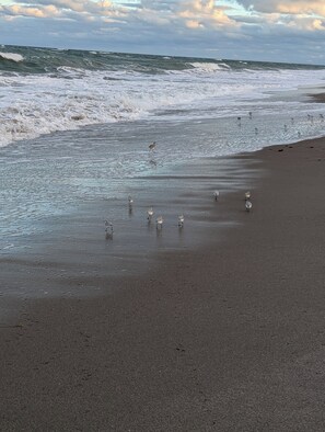 Plage privée, chaises longues