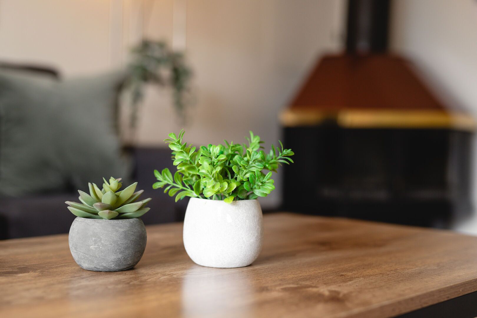 Two potted plants on a wooden table with a blurred background.