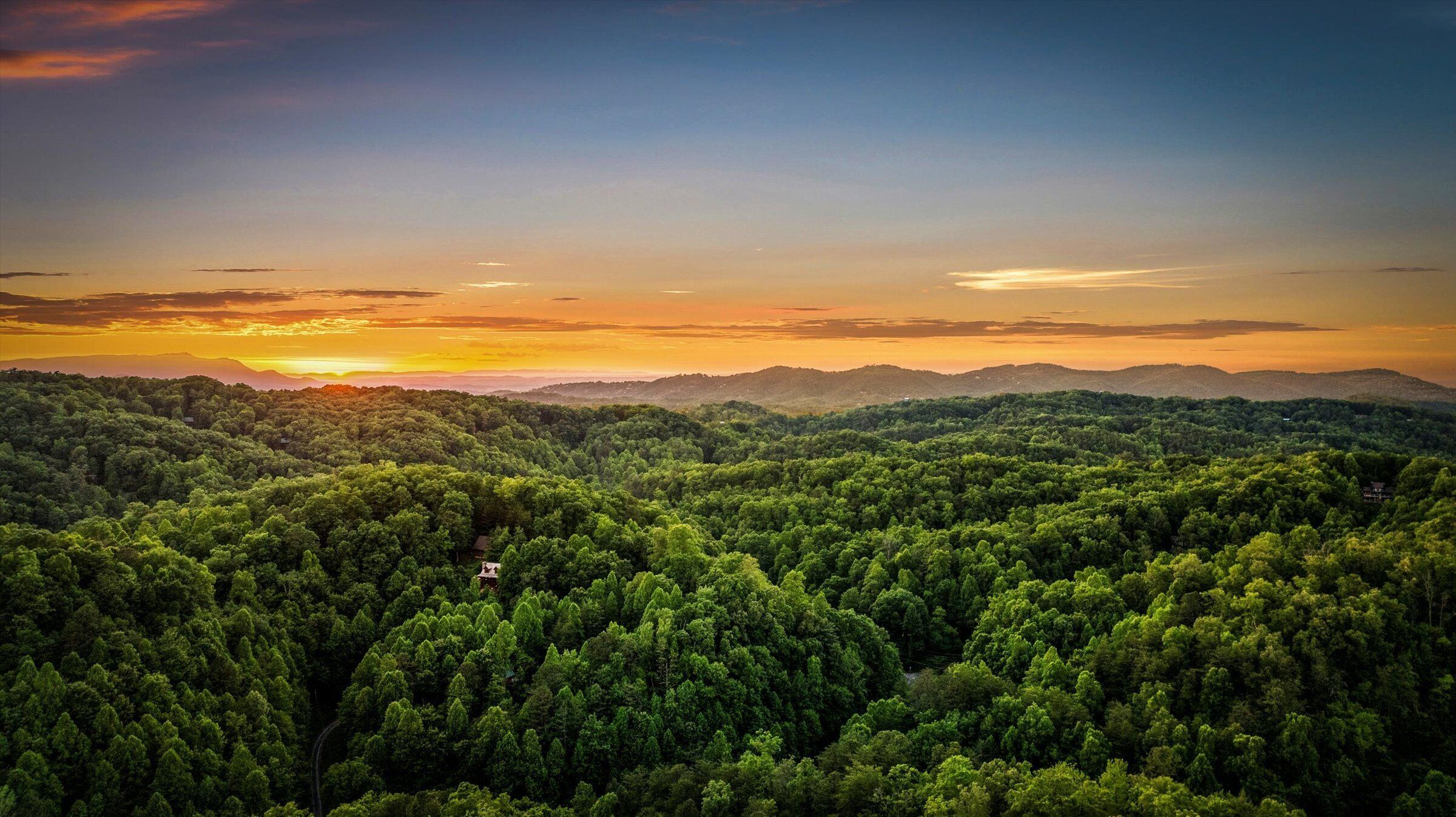 A dense forest with a clear sky and a sunset.