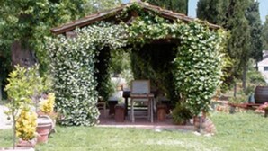 A rustic outdoor seating area with a wooden table and chairs, surrounded by lush greenery and a pergola covered in climbing plants.