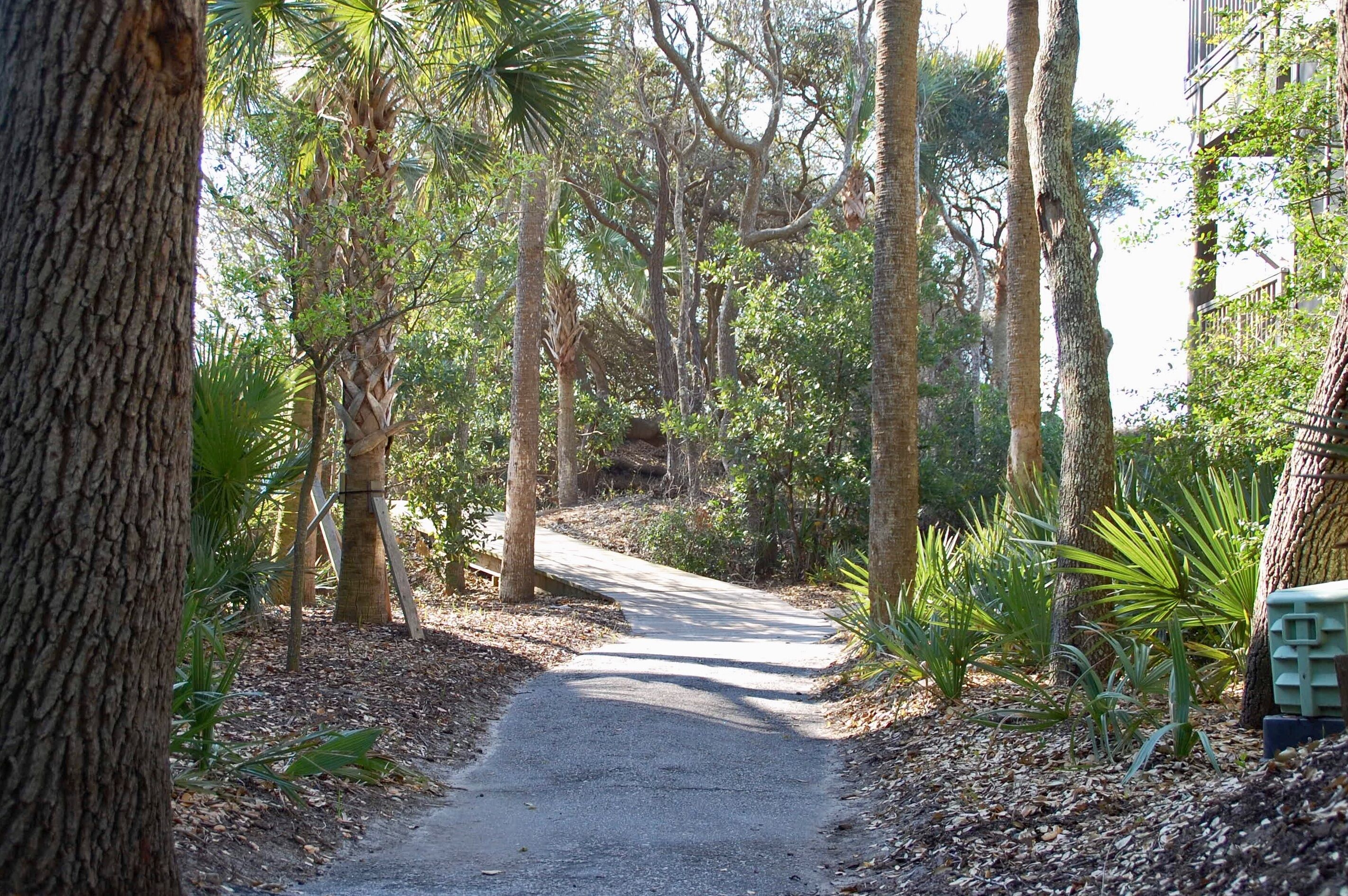 A narrow, winding path through a dense, tropical forest with tall trees and various undergrowth.