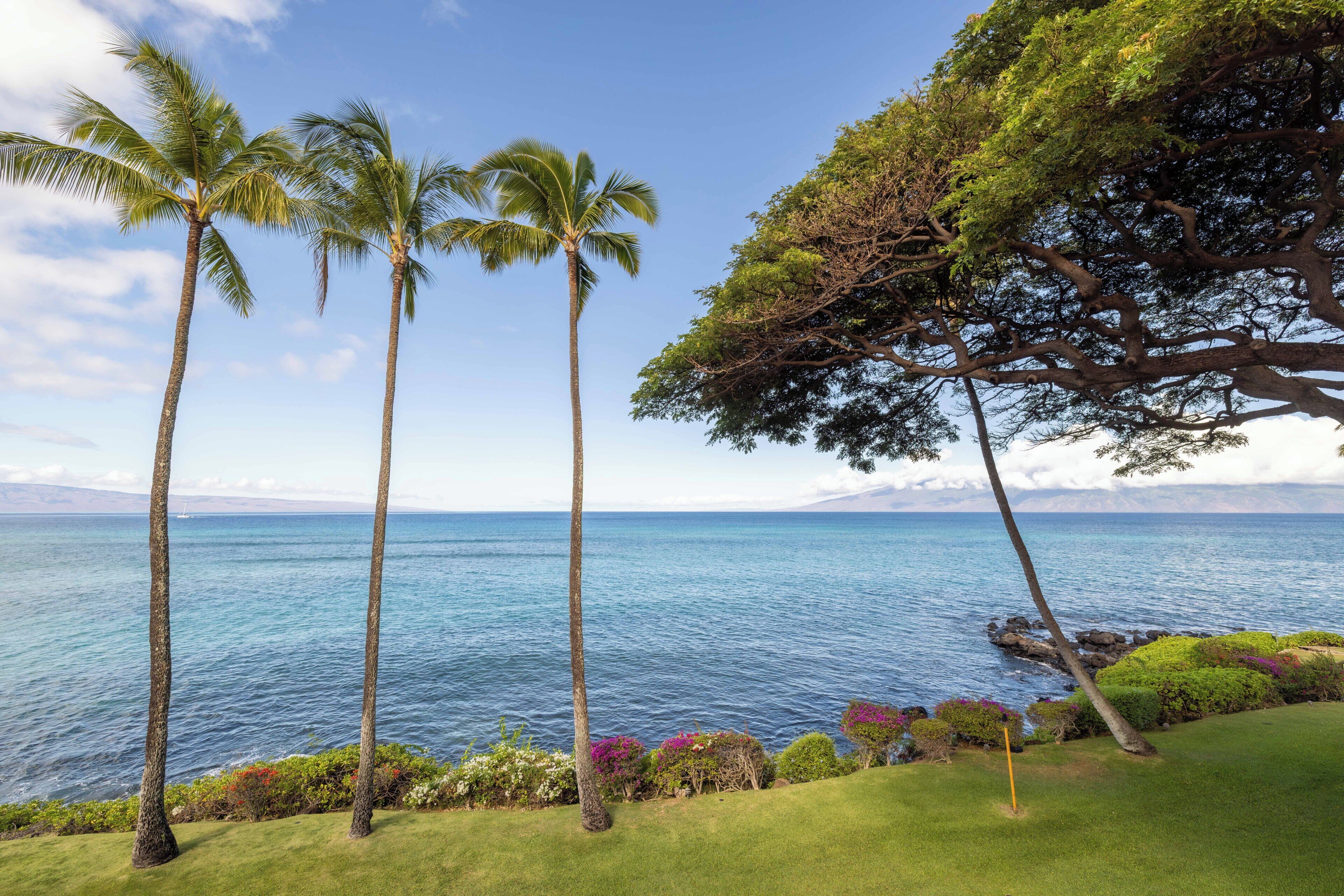 A coastal landscape with palm trees, a grassy area, and a view of the ocean.