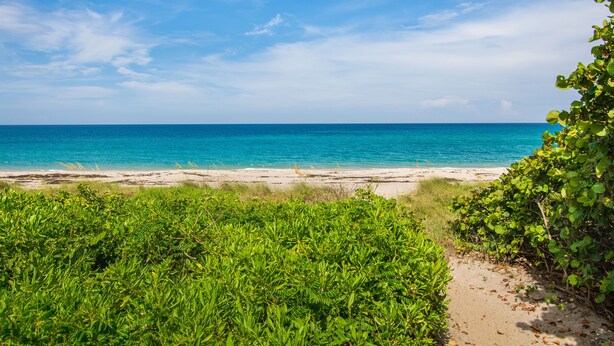 Una playa con agua azul cristalina, orilla de arena y vegetación verde.