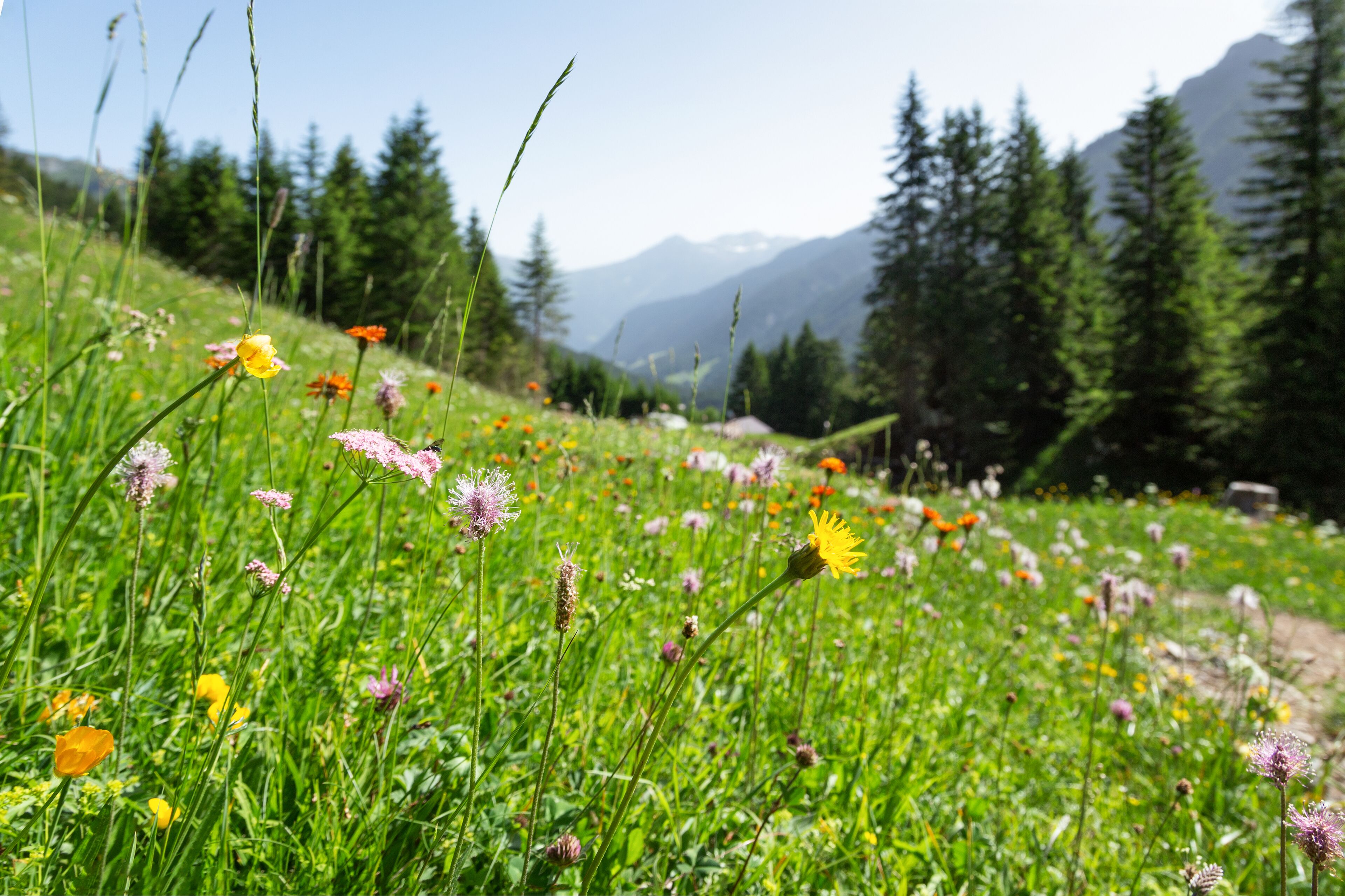 A meadow with wildflowers and trees in the background.