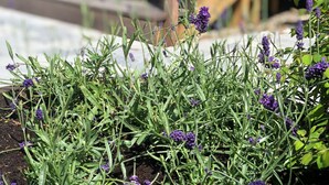 A garden with lavender plants and a wooden staircase in the background. - Rorvig Centret (Rørvig)
