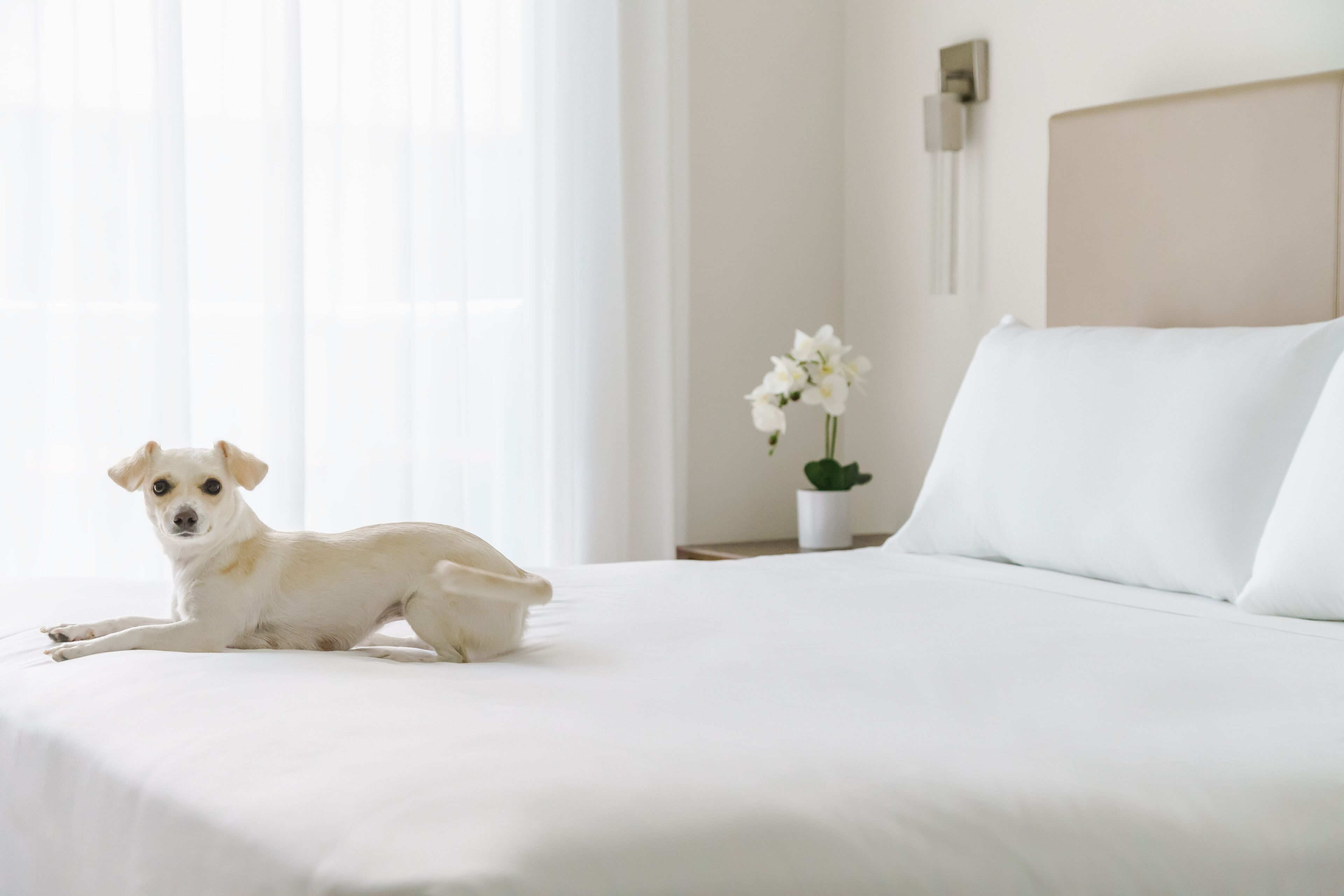 Un perro descansando sobre una cama en una habitación de hotel, con ropa blanca de cama y una planta en maceta en la mesita de noche.