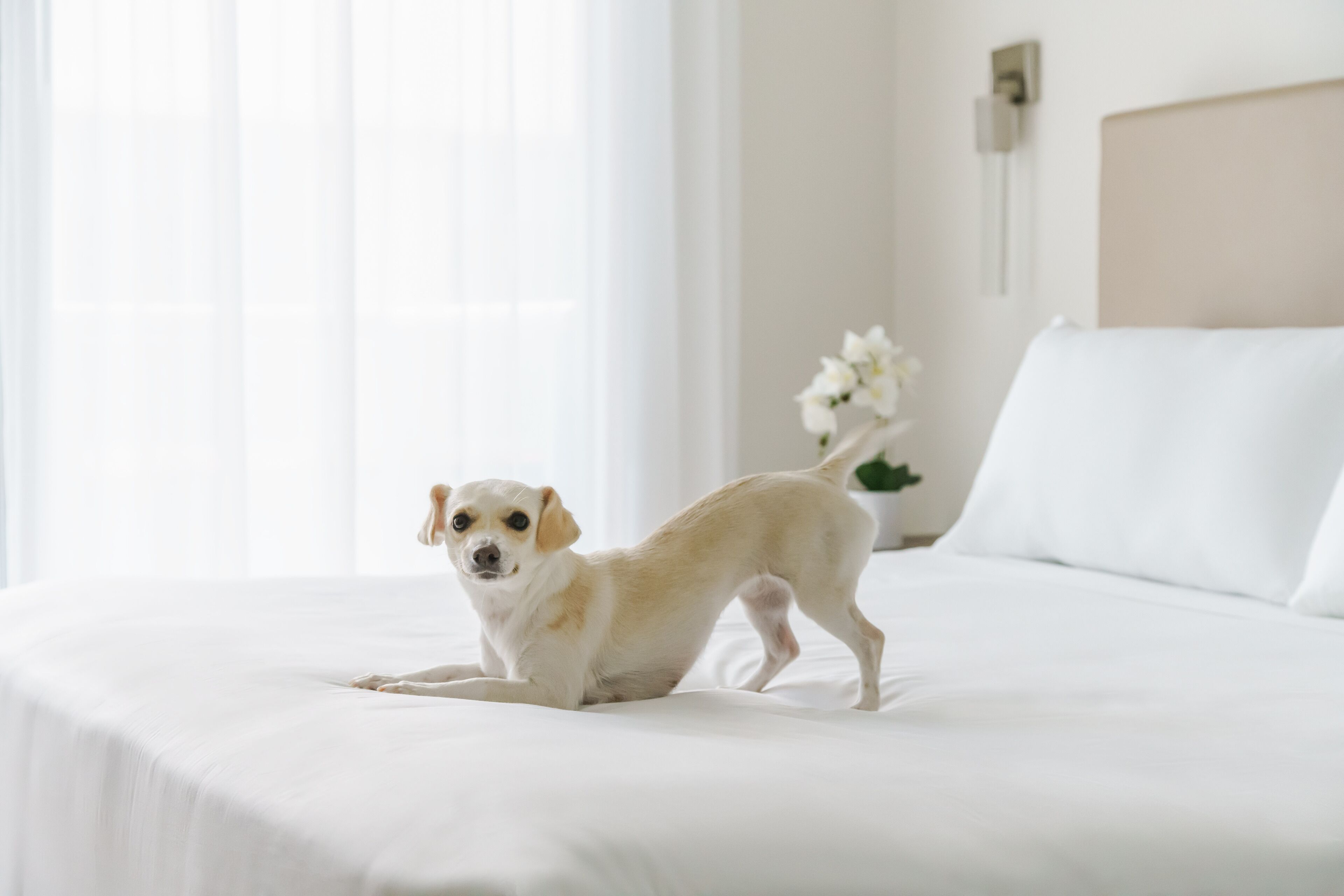 Un perro pequeño sobre una cama blanca en una habitación con cabecera blanca y una lámpara fijada a la pared.