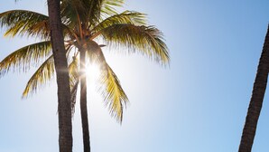 A lifeguard tower on a sandy beach with palm trees and a clear sky.