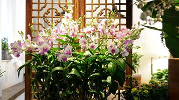 Una planta de orquídea en maceta sobre una mesa verde, con un panel decorativo de madera al fondo.