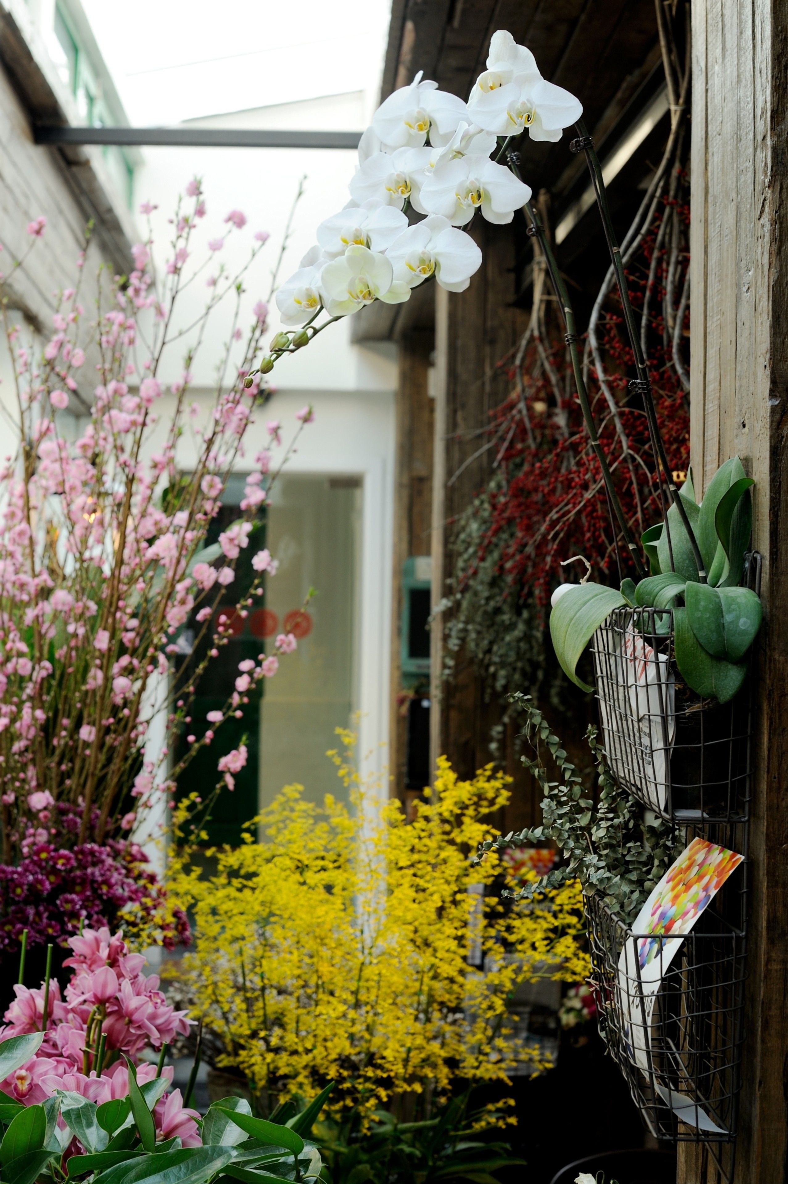 A narrow alley with various plants and flowers, including white orchids and yellow blooms, along a building's exterior.