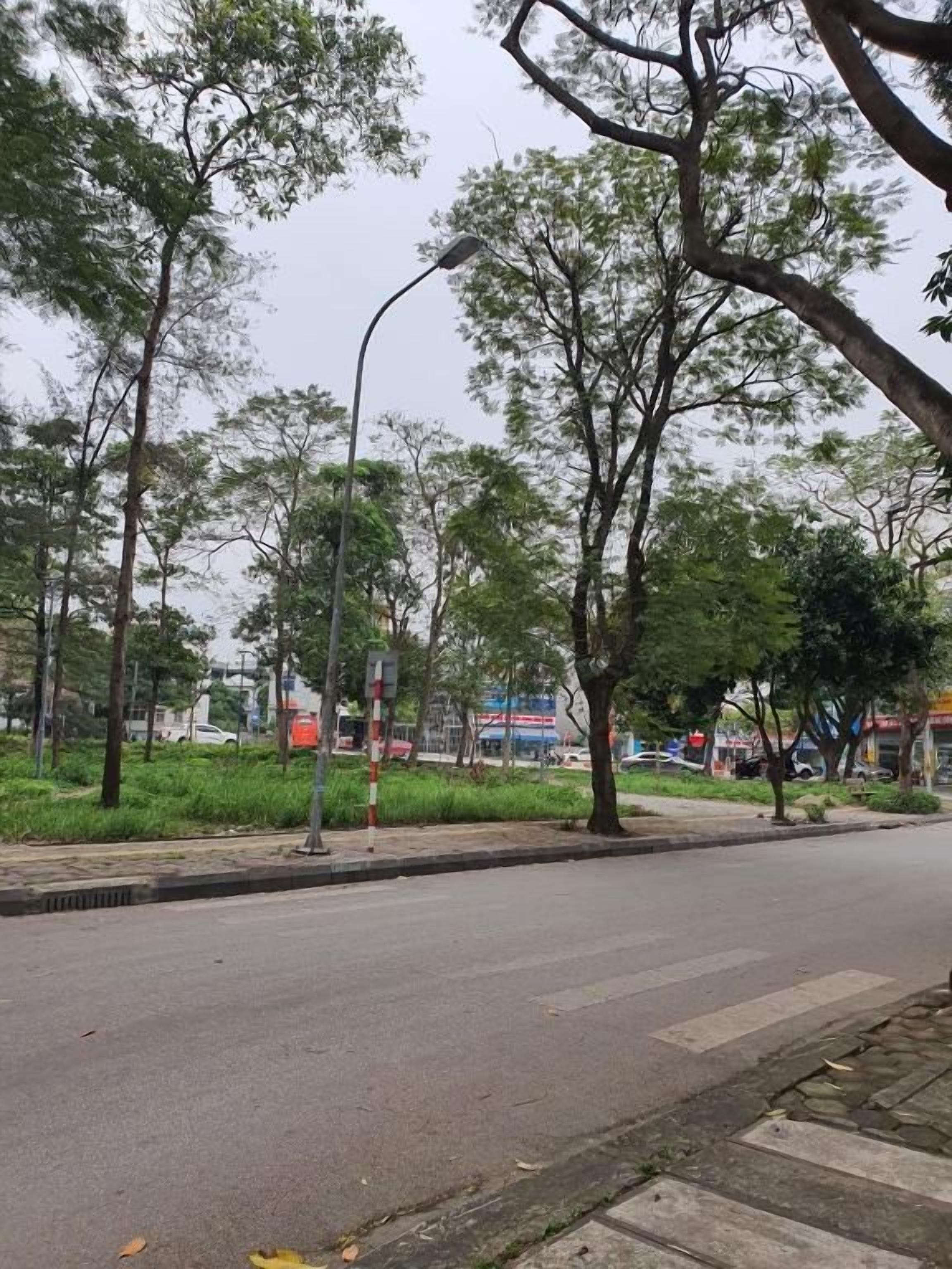 Una calle arbolada con un paso de peatones y un farol.
