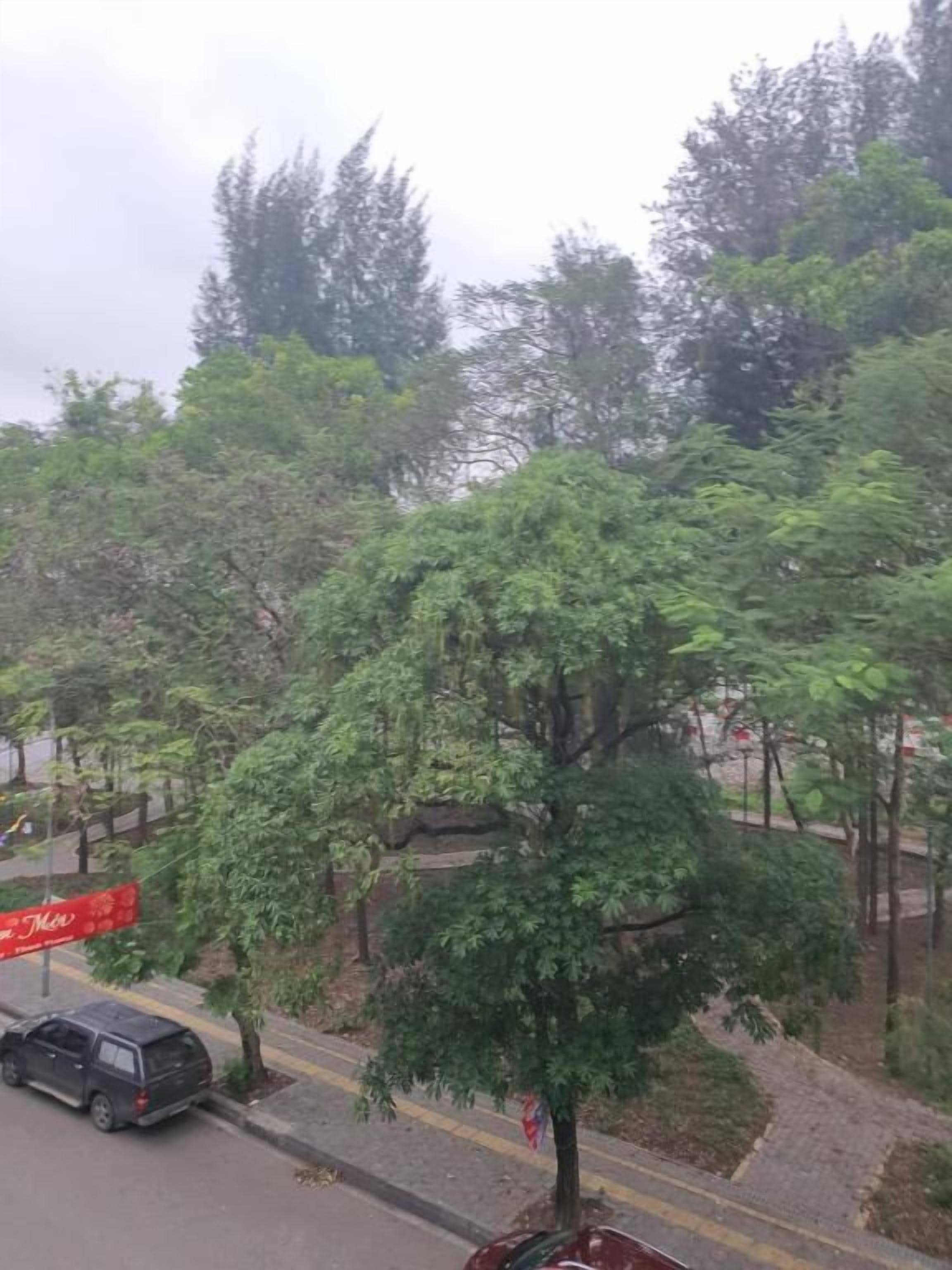 A tree-lined street with a parked car and a red sign.