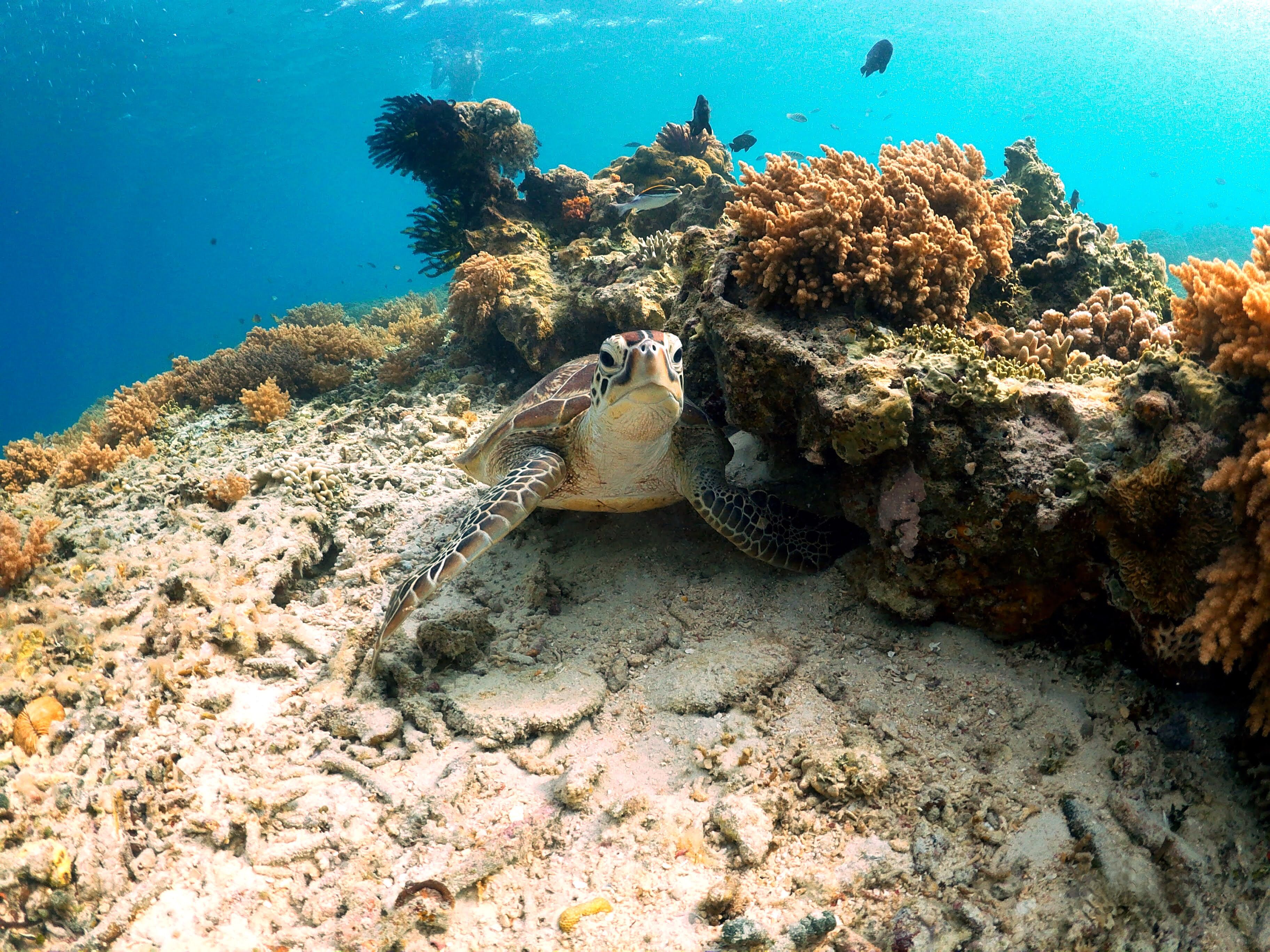 A turtle on a coral reef with clear water and fish in the background.