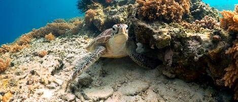 A turtle on a coral reef with clear water and fish in the background.